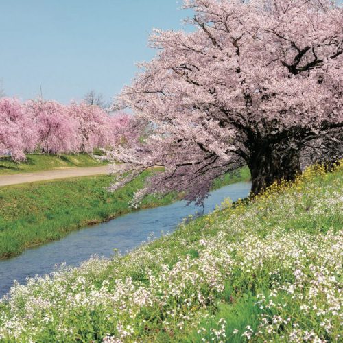絶景！ サクラや野花が咲き春らんまんの馬渡川（まわたりがわ）【ほっとphoto便り】