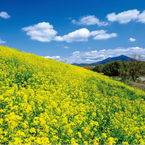 【絶景！】茨城県下妻市、筑波山と菜の花畑の黄色いじゅうたん【ほっとphoto便り】