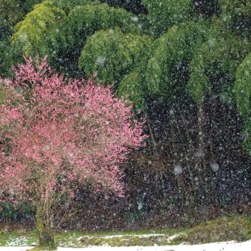 【絶景！】福井県福井市、越前の雪降る谷であでやかに咲く紅梅【ほっとphoto便り】