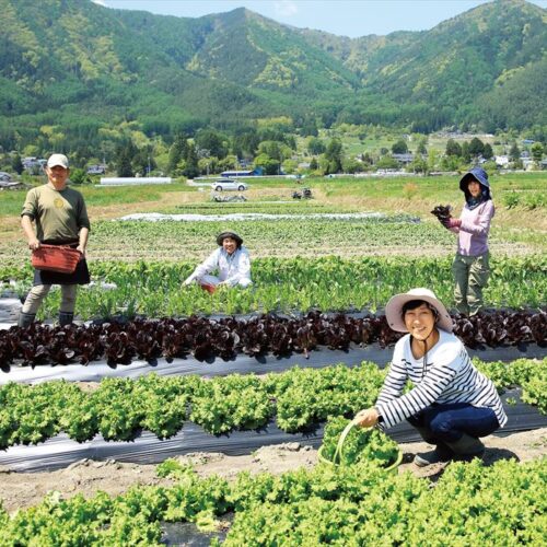 脱東京した女性の挑戦！ 安曇野で農家になり、ヨーロッパ野菜を仲間と生産【長野県安曇野市】