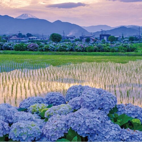 【絶景！】神奈川県開成町、富士を望む田んぼと色とりどりのあじさい【ほっとphoto便り】