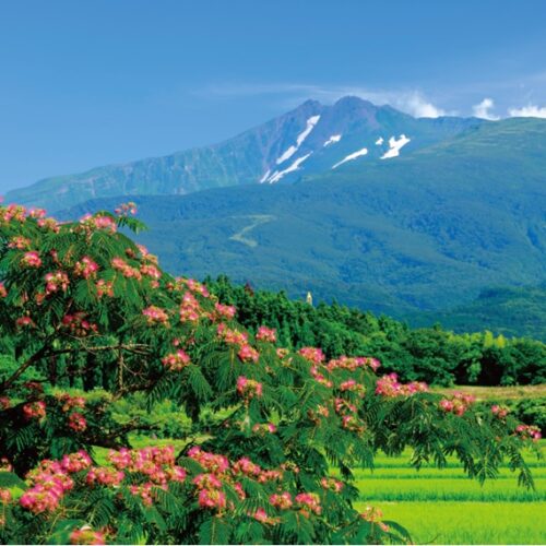 【絶景！】秋田県にかほ市、鳥海山を背景に咲く淡紅色のネムノキの花【ほっとphoto便り】