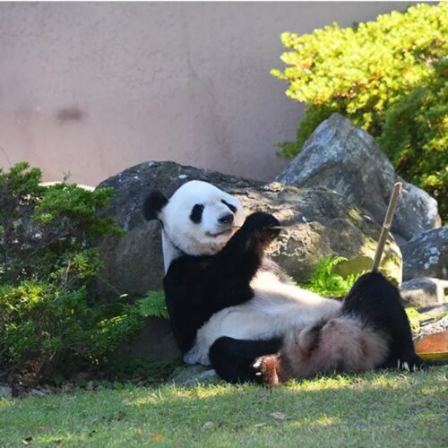 世界一のお父さんパンダ「永明」を応援する「パンダの隠れ家」開催（@虎ノ門＆オンライン）