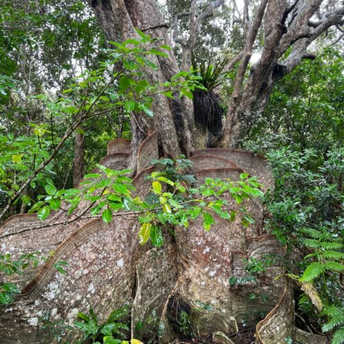 昭和57年に発見された樹齢400年と推定されるサキシマスオウノキの巨木