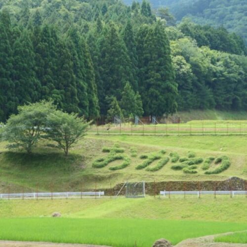 兵庫県豊岡市の畦畔アート