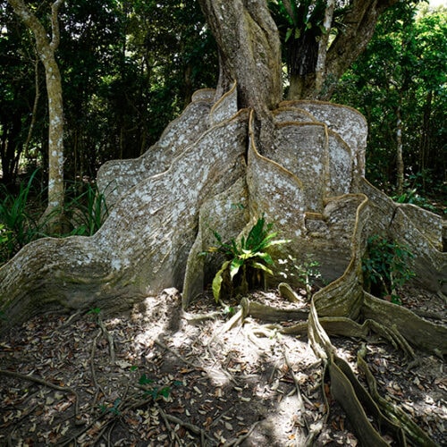 沖縄県竹富町の西表島にあるサキシマスオウの木