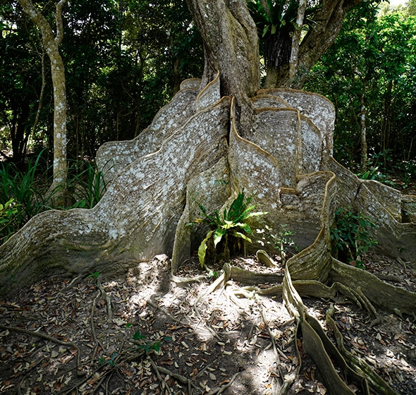 沖縄県竹富町の西表島にあるサキシマスオウの木