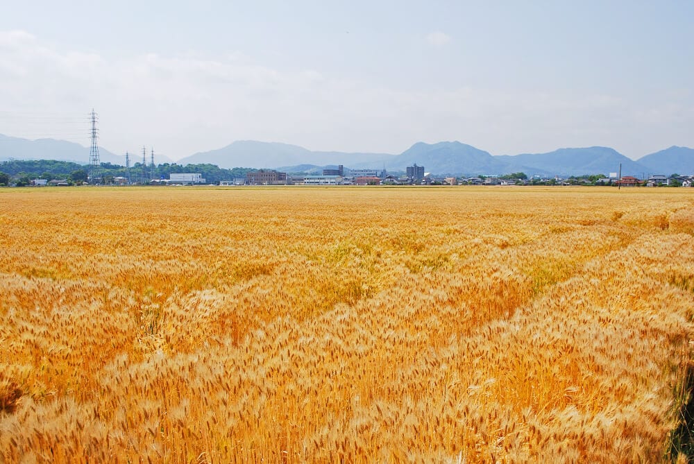 大分県宇佐市の麦畑