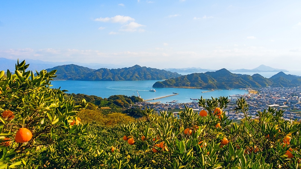 愛媛県松山市の泰ノ山からの風景