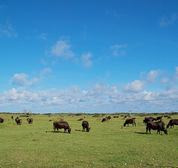 沖縄県竹富町の黒島の牛