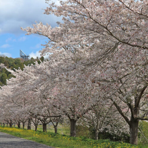 茨城県常陸大宮市の辰ノ口親水公園の桜