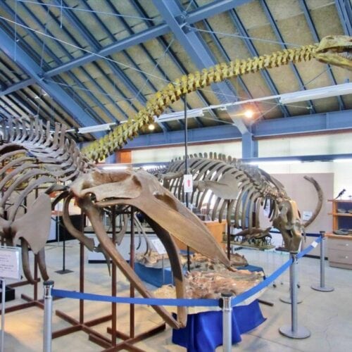 北海道沼田町の化石体験館では町で発見された骨格標本が展示されている。