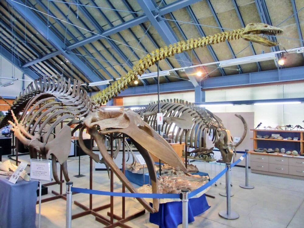 北海道沼田町の化石体験館では町で発見された骨格標本が展示されている。