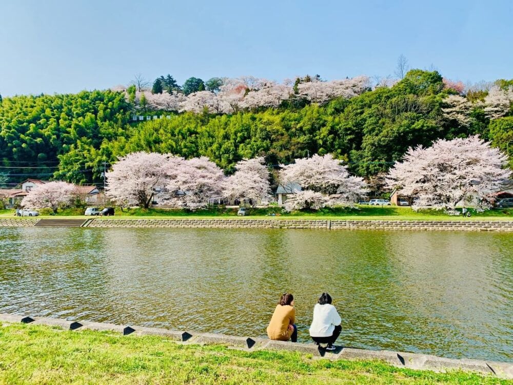 島根県雲南市の三刀屋の桜並木