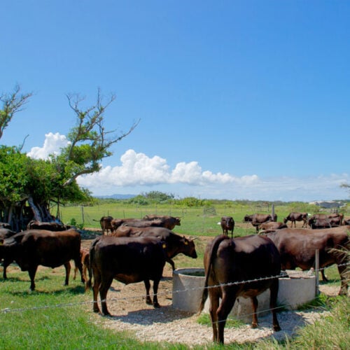 沖縄県竹富町「黒島」の牛