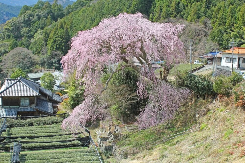 静岡県静岡市の栃沢の枝垂れ桜