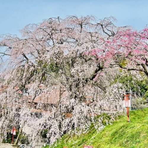 島根県雲南市の段部のしだれ桜