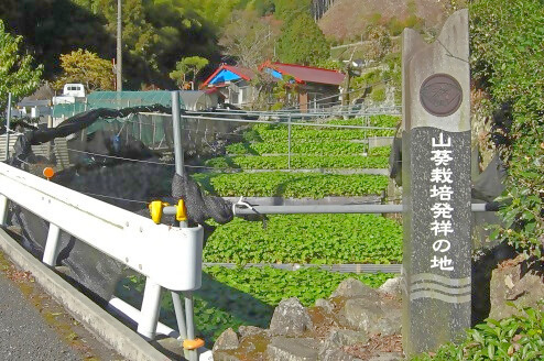静岡県静岡市のわさび栽培発祥の地