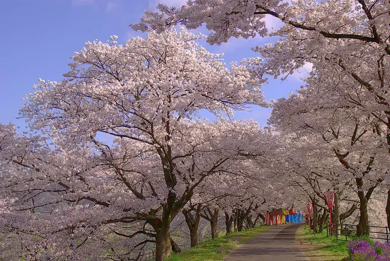 島根県雲南市のきすきの桜並木