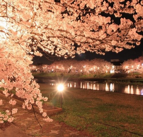 富山県南砺市のふくみつ千本桜ライトアップ。