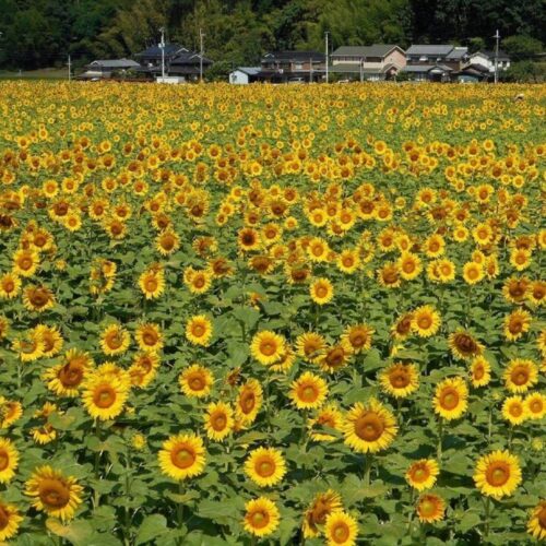 兵庫県佐用町のひまわり畑