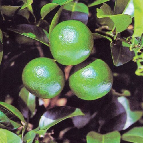 鹿児島県肝付町の辺塚だいだい。肝付町周辺でしか栽培されていない香酸柑橘類で、2017年に地理的表示（GI ）保護制度に登録されるなど注目を集めている。果皮がやわらかくジューシー。