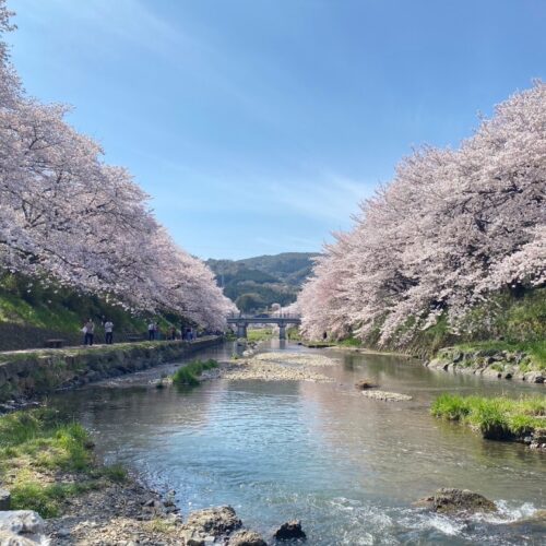 山口県美祢市の美祢さくら公園