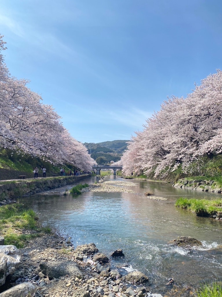 山口県美祢市の美祢さくら公園