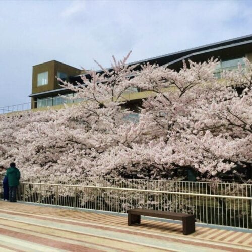 秋田県能代市では市役所庁舎前で桜が楽しめる