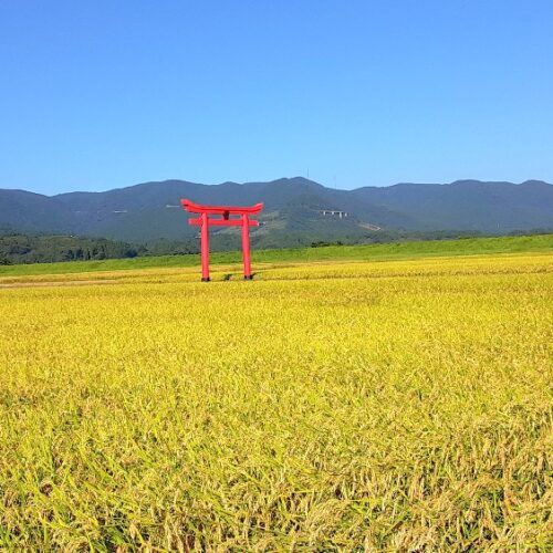 宮崎県えびの市の菅原神社の鳥居と黄金色の稲穂