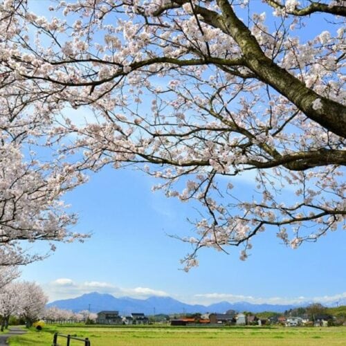 鳥取県倉吉市のふれあいロードの桜並木