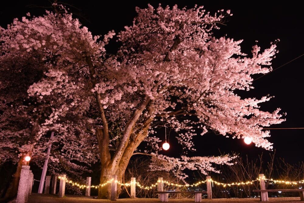 新潟県小千谷市の船岡公園の夜桜