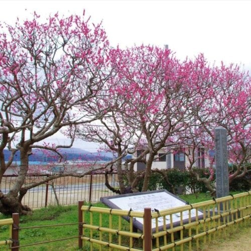 岩手県山田町にある樹齢約300年の臥竜梅