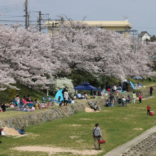 兵庫県三木市にあるリバーサイドの桜