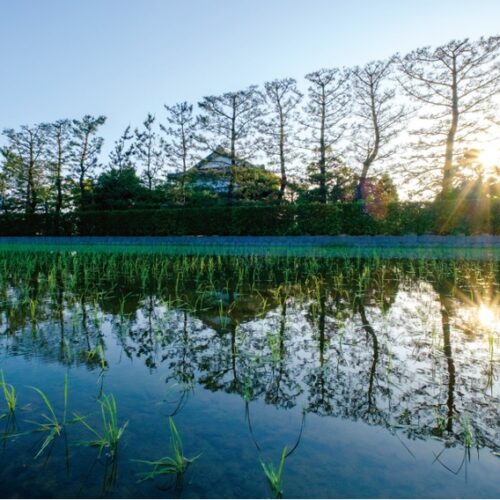【絶景！】島根県出雲市、朝日を受けた築地松が田んぼに映る初夏の風景【ほっとphoto便り】