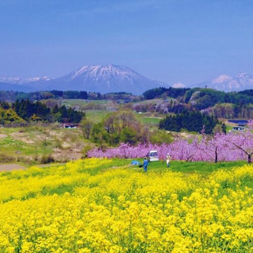 長野県飯綱町の4月の菜の花と桃の花