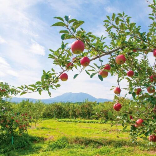 長野県飯綱町のりんごと飯縄山