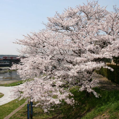 兵庫県三木市にあるリバーサイドの桜