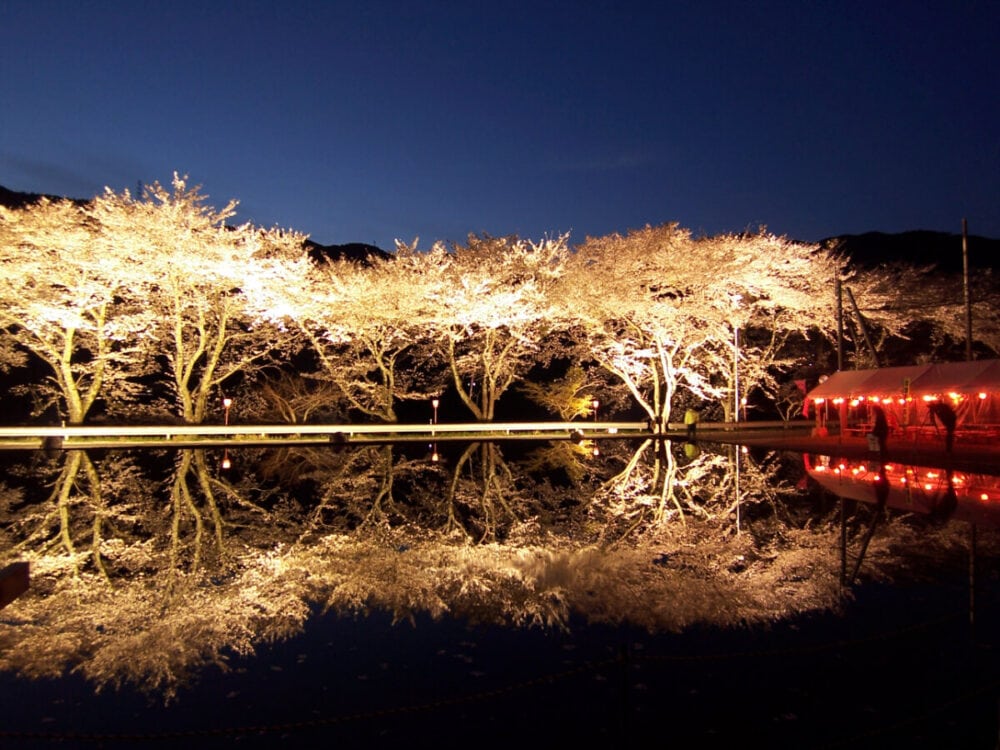岐阜県下呂市にある八坂湖畔の桜ライトアップ