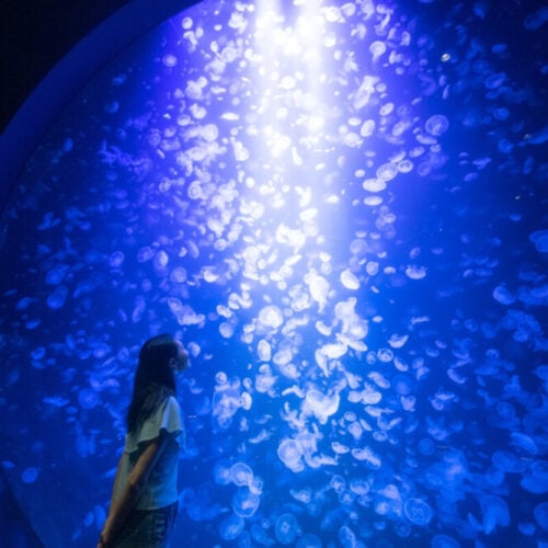 山形県鶴岡市の加茂水族館