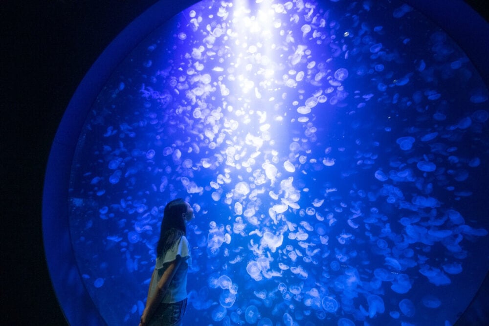 山形県鶴岡市の加茂水族館