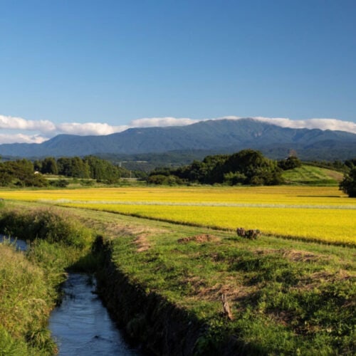 山形県鶴岡市の庄内平野