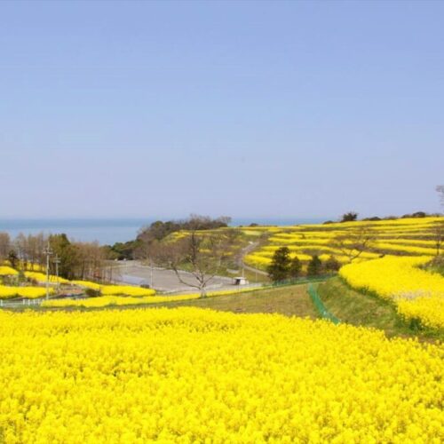 大分県豊後高田市の「長崎鼻」の菜の花