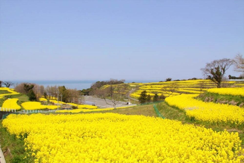 大分県豊後高田市の「長崎鼻」の菜の花