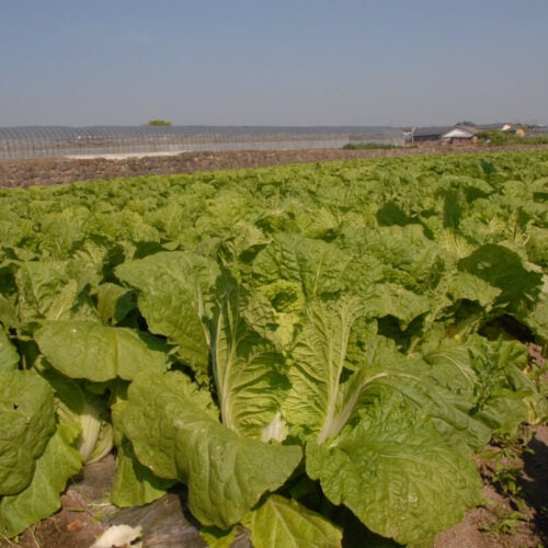 長崎県島原市にある農産物「はくさい」