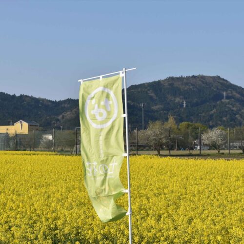 三重県伊賀市の風景（菜の花が咲く様子）