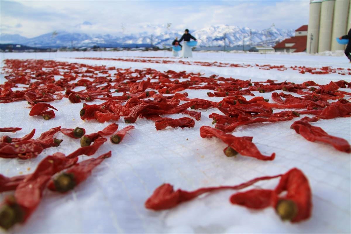 新潟県妙高市の「かんずり」の雪さらし