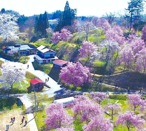 長野県小川村の「立屋の桜」