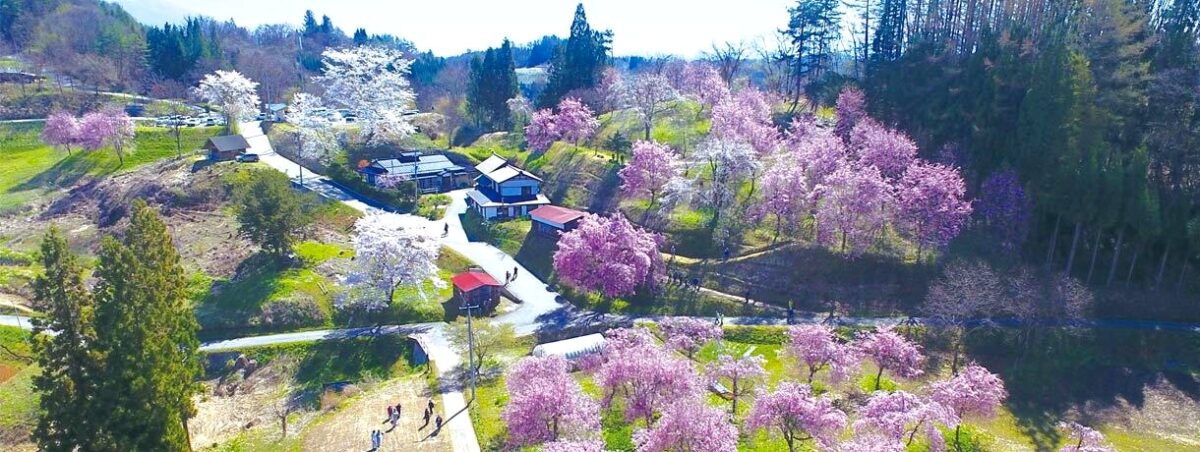 長野県小川村の「立屋の桜」