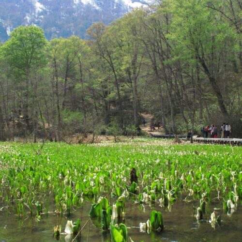 長野県長野市の奥裾花自然園